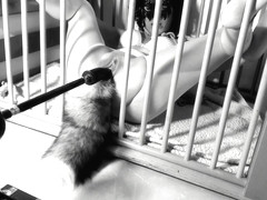 A Day In A Life Of A Kitten: Ep.1 - Squirting On Her Tail Bdsmlovers91