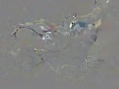 enjoyable woman riding his 10-Pounder hard