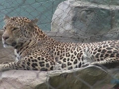 Best pornstar Caley Hayes in Hottest Big Ass, Small Tits porn video