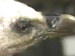 Horny vintage xxx clip from the Golden Age