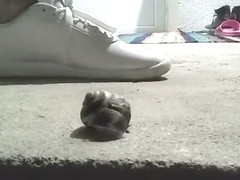 Snail crushed under sneakers