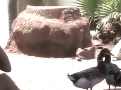 FTV FTVgirls FTV girls at FTVParadise dot com 34219