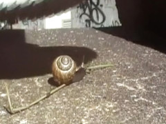 Walkover snail Crush
