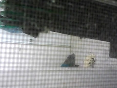 Horny Homemade record with Hidden Cams, Solo scenes