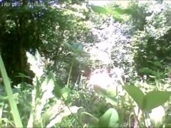 pair hidden in the forest