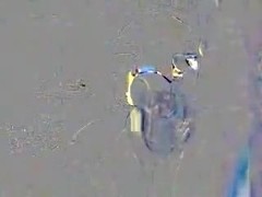 Chubby pigtailed girl sucks his cock hard for a ride